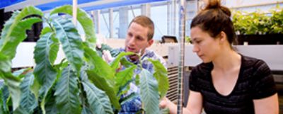 Researchers working on blight-resistant chestnut.